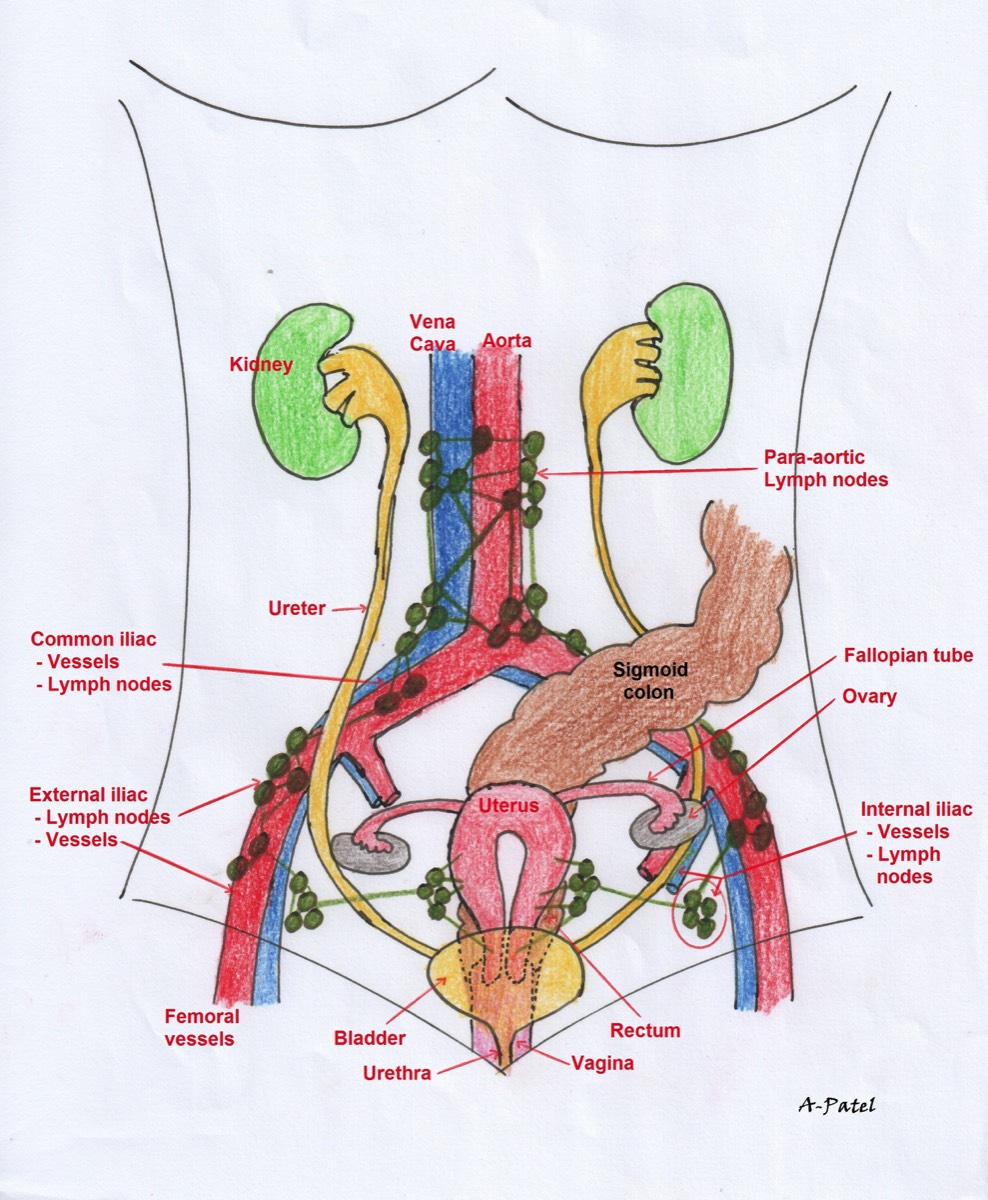 Schematic drawing of abdominal organs