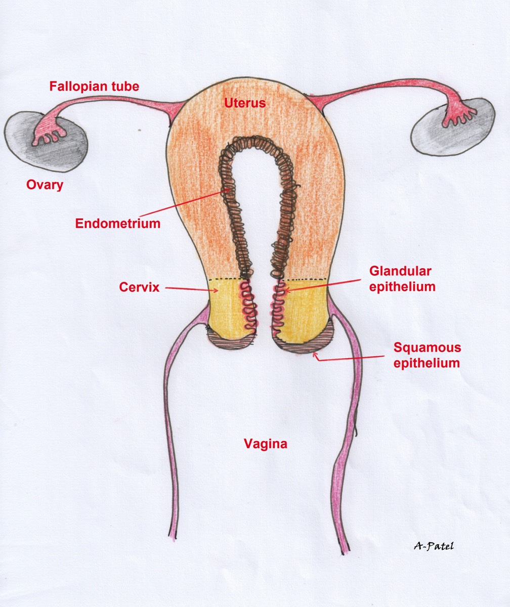 Schematic drawing of female reproductive organs