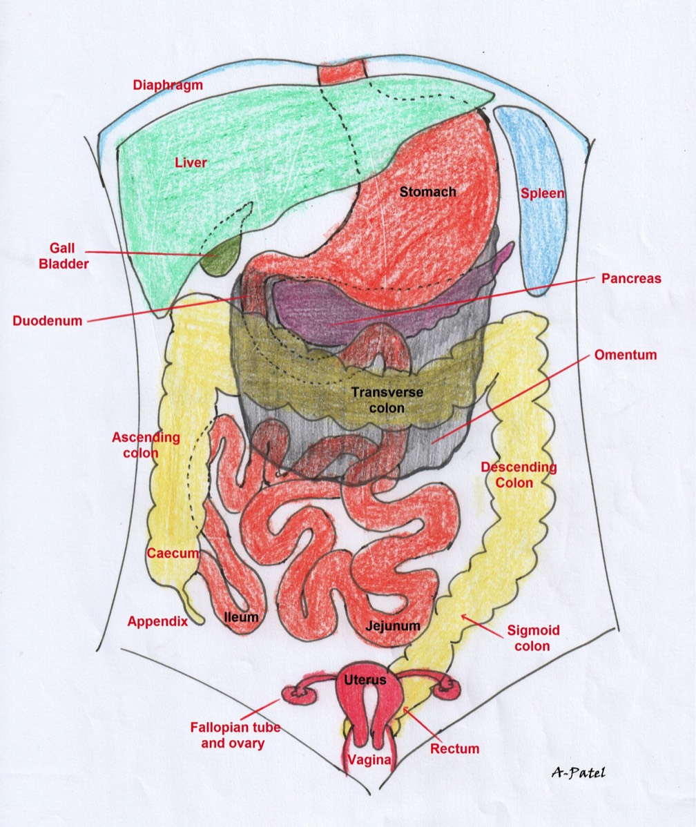 Schematic drawing of abdominal oragns